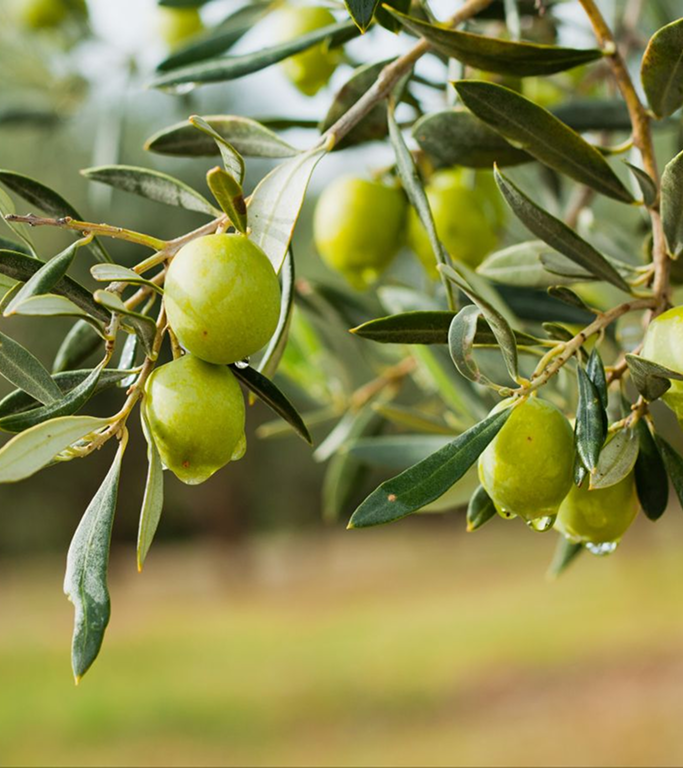 Bertolli Olive Oil Brings 150 Years of Expertise