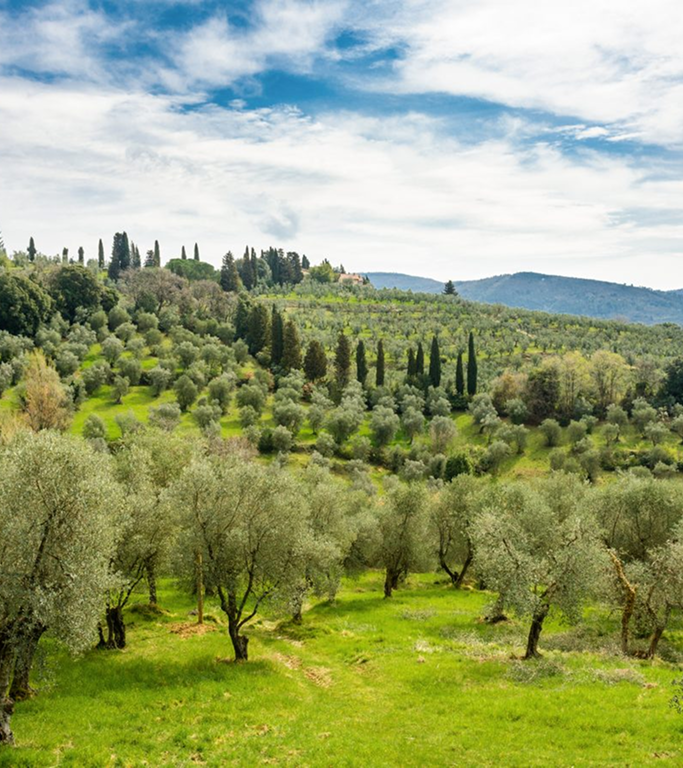 Bertolli Olive Oil: What Sets Us Apart