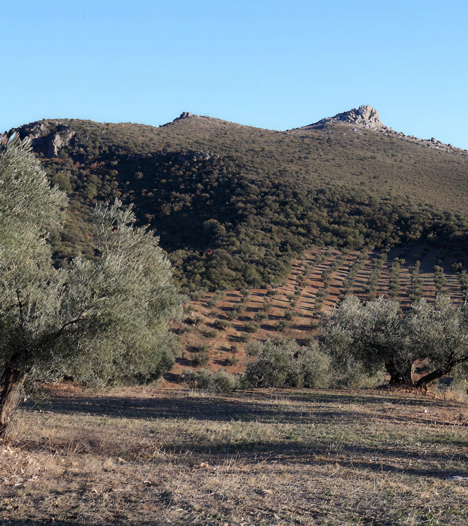 Olive Trees: Why Older Trees are an Important Part of Bertolli’s Process