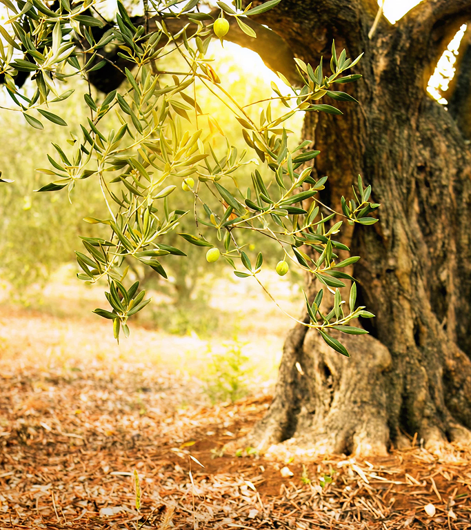 Why Better Soil Gives Us Better Oil