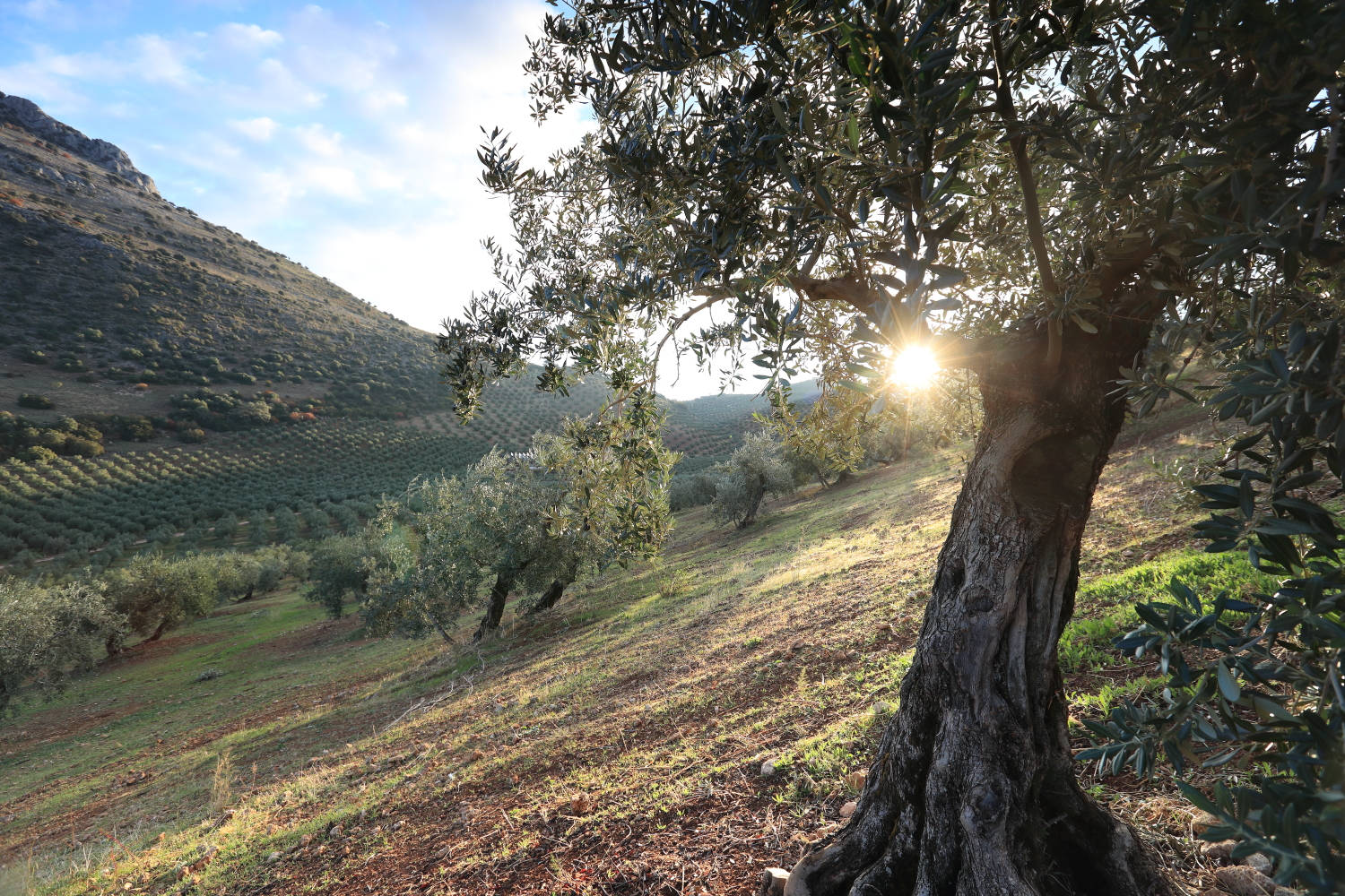 How to Make Olive Oil: Better Olives, Better Olive Oil